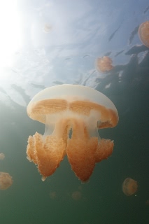 「タコクラゲ(@JELLYFISH LAKE)」のサムネイル画像