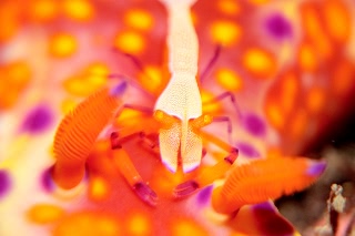 「ウミウシカクレエビ(Imperial partner shrimp)」のサムネイル画像