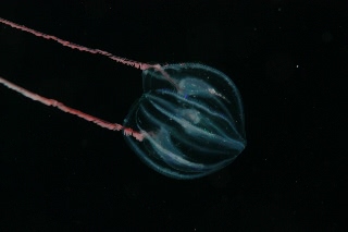 「トガリテマリクラゲ」のサムネイル画像