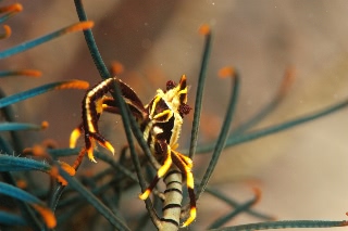 「コマチコシオリエビ(Elegant squat lobster)」のサムネイル画像