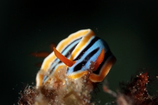 「無題」のサムネイル画像