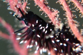 「スミゾメミノウミウシ」のサムネイル画像