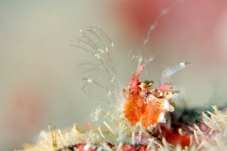 「オリヅルエビ」のサムネイル画像