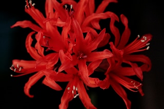 「ダイヤモンドリリー(ネリネ)」のサムネイル画像