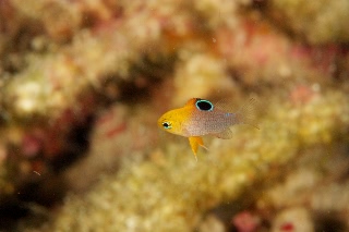 「無題」のサムネイル画像