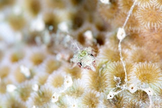 「シマヒレヘビギンポ(ミラクルトリプルフィン,Miracle triplefin)」のサムネイル画像