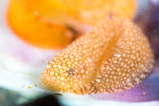 「スナビクニン」のサムネイル画像