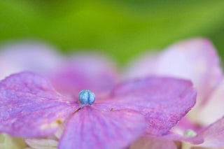 「アジサイ」のサムネイル画像
