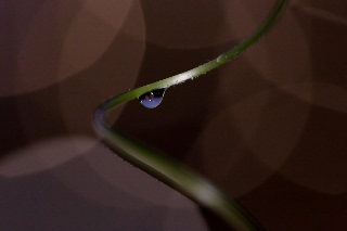 「大ダルマヒョウタン」のサムネイル画像