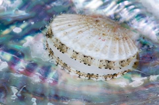 「ホタテガイ」のサムネイル画像