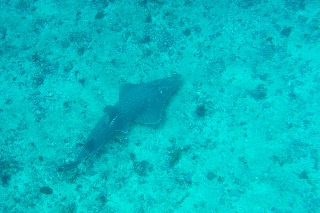 「シノノメサカタザメ(Guitor Shark)」のサムネイル画像