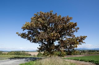 「無題」のサムネイル画像