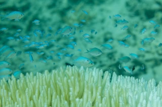 「無題」のサムネイル画像