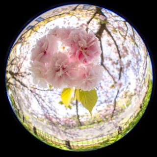 「ヤエザクラ」のサムネイル画像