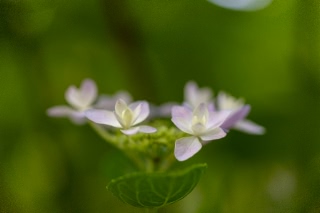 「ガクアジサイ(額紫陽花)」のサムネイル画像