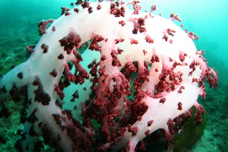 「ウミトサカ」のサムネイル画像