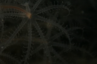 「ウミサボテン」のサムネイル画像