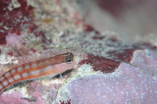 「Comical Blenny」のサムネイル画像