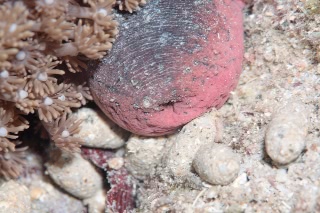 「アカミシキリ」のサムネイル画像