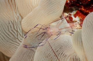 「ミズタマサンゴカクレエビ(Bubble coral shrimp,バブルコーラルシュリンプ)」のサムネイル画像