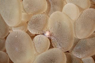 「ミズタマサンゴカクレエビ(Bubble coral shrimp,バブルコーラルシュリンプ)」のサムネイル画像