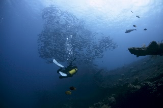 「ギンガメアジ(Bigeye trevally)」のサムネイル画像