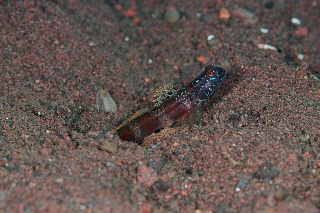 「metallic shrimp-goby(メタリックシュリンプゴビー)」のサムネイル画像