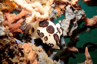 「ブチウミウシ」のサムネイル画像