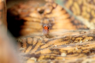「オレンジヘッドピグミーゴビー(orange-head pygmy-goby)」のサムネイル画像