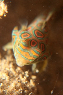 「ピクチャ－ドラゴネット(picture dragonet)」のサムネイル画像