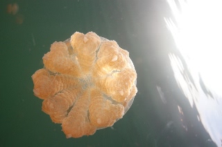 「タコクラゲ(@JELLYFISH LAKE)」のサムネイル画像