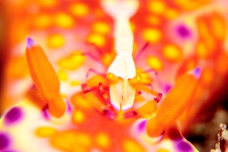 「ウミウシカクレエビ(Imperial partner shrimp)」のサムネイル画像