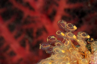 「Stalked ascidian」のサムネイル画像