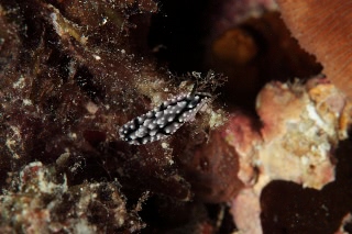 「ウミウシの仲間」のサムネイル画像