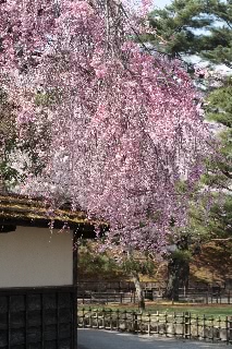 「シダレザクラ」のサムネイル画像