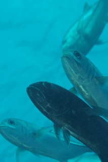 「ギンガメアジ(Bigeye trevally)」のサムネイル画像