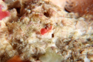 「ヨコエビの仲間」のサムネイル画像