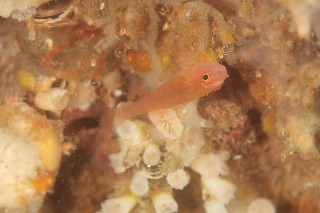 「無題」のサムネイル画像