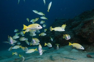 「ヨスジフエダイ」のサムネイル画像