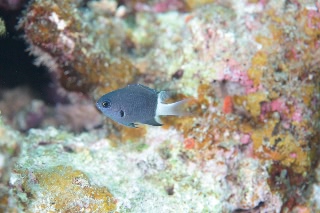 「シコクスズメダイ」のサムネイル画像