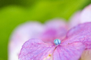 「アジサイ」のサムネイル画像