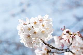 「ソメイヨシノ(染井吉野)」のサムネイル画像