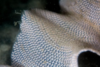 「貝の仲間」のサムネイル画像