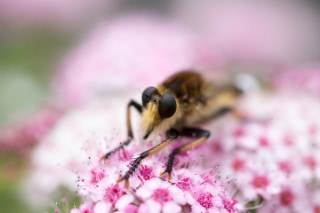 「シオヤアブ」のサムネイル画像