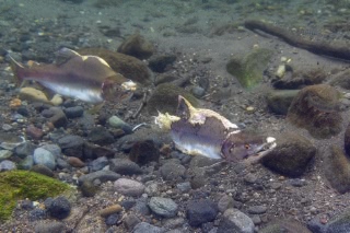 「無題」のサムネイル画像