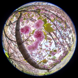 「ヤエザクラ」のサムネイル画像