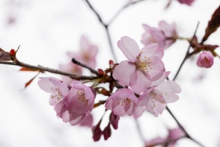 「オオヤマザクラ(エゾヤマザクラ,ベニヤマザクラ)」のサムネイル画像