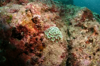 「ニホンアワサンゴ」のサムネイル画像