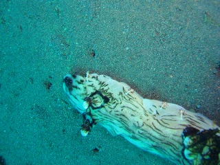 「ウミウシカクレエビ(Imperial partner shrimp)」のサムネイル画像