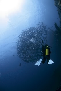 「ギンガメアジ(Bigeye trevally)」のサムネイル画像